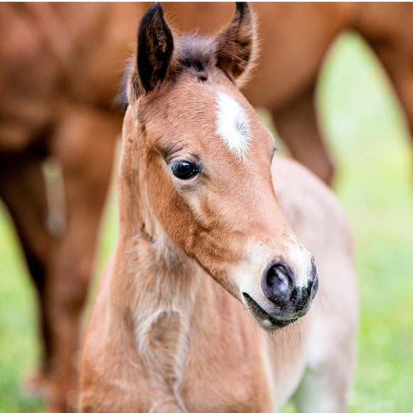 Cute foal at Jon Jon Equestrian