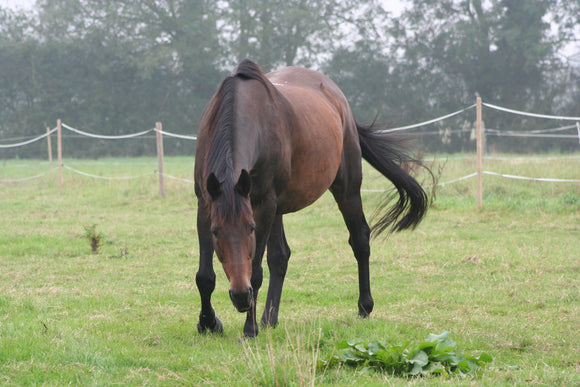 John from Jon Jon Equestrian - a bay Thoroughbred grazing in a field.