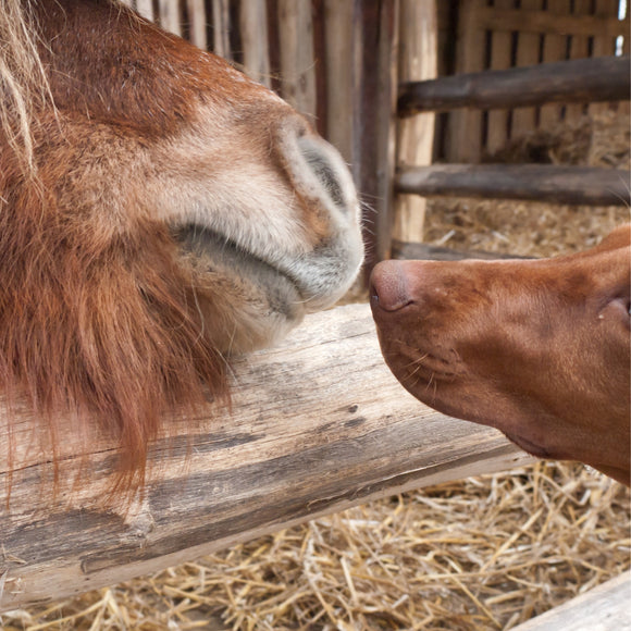 Horse and dog care