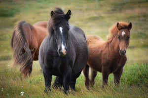 Three horses in a field