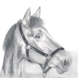 Horse head profile in pencil