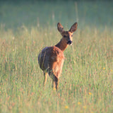 Countryside greetings cards