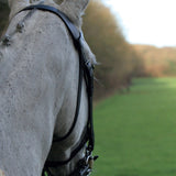 Fleabitten grey horse