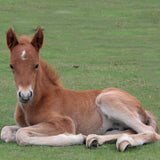 Foal lying down in field