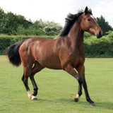 Bright bay horse in field