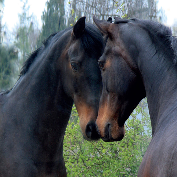 Horse looking in a mirror