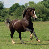 Bay horse in field