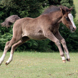 Foal jumping in field