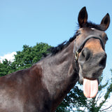 Horse greetings cards