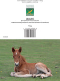 Horse greetings cards