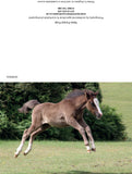 Horse greetings cards
