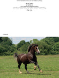 Horse greetings cards